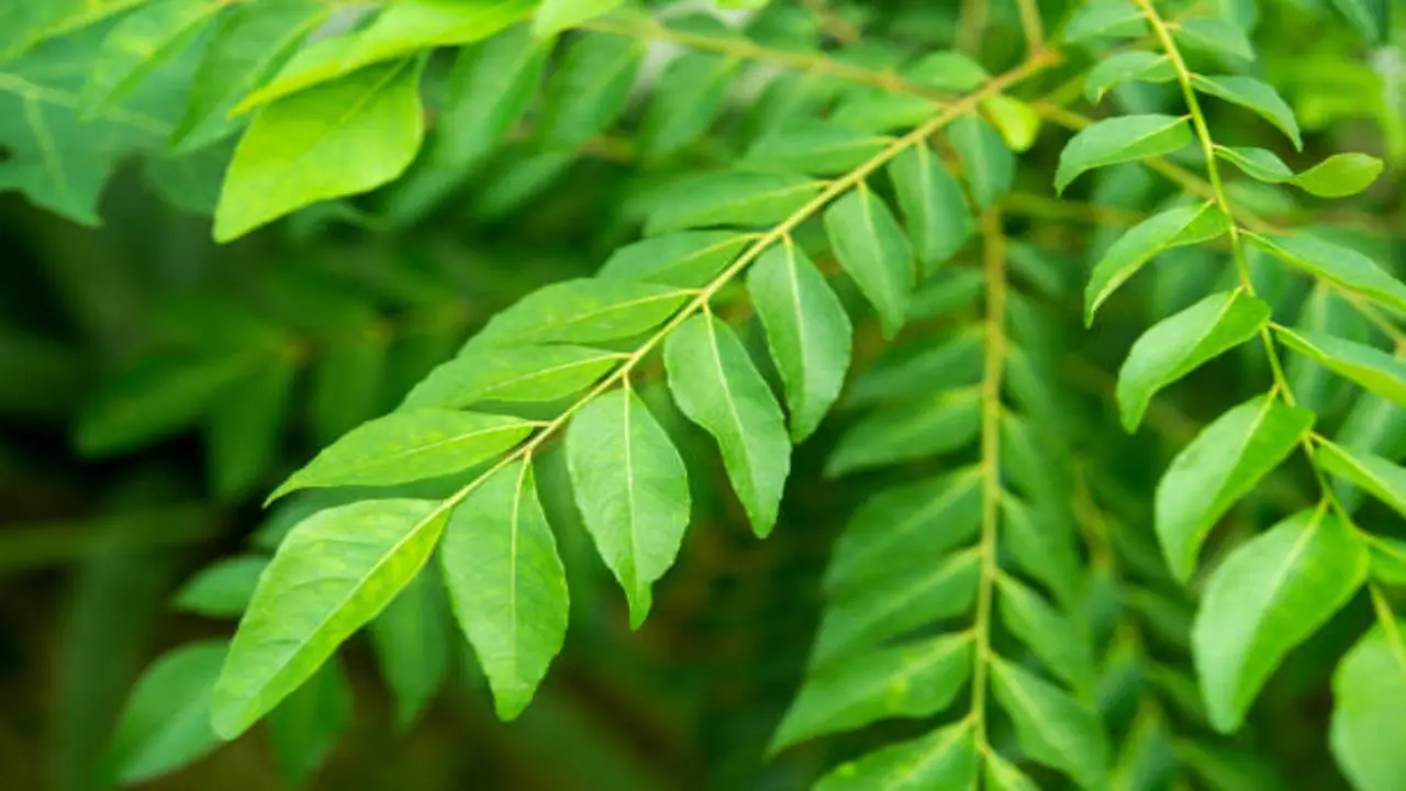 haircare tips using curry leaves for rapid hair growth