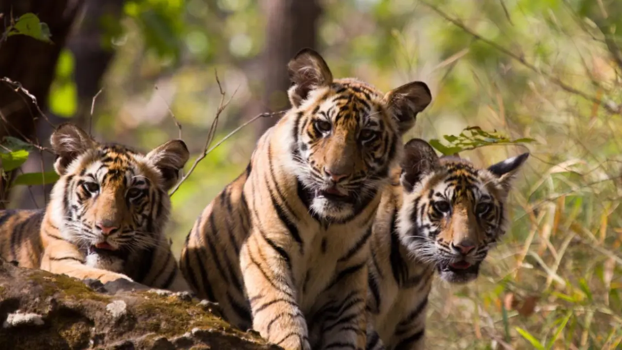 hanur tigers death case hanur tigers death case