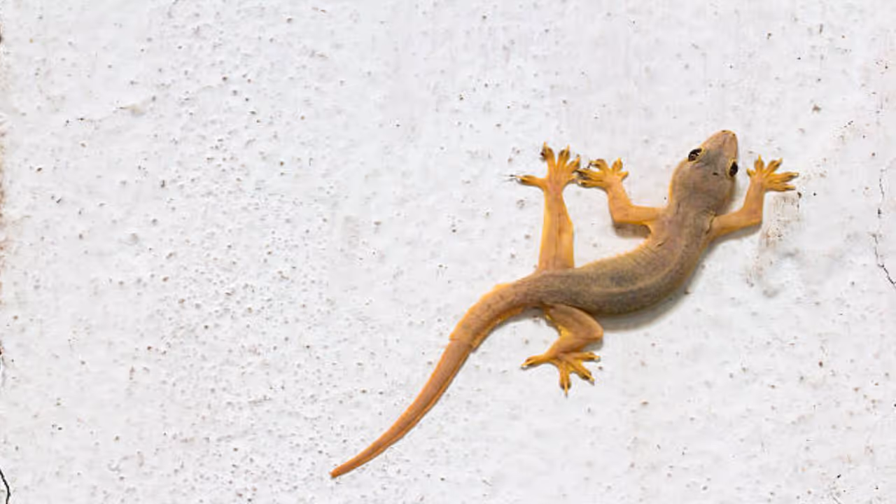 శుభ సూచన శుభ సూచన