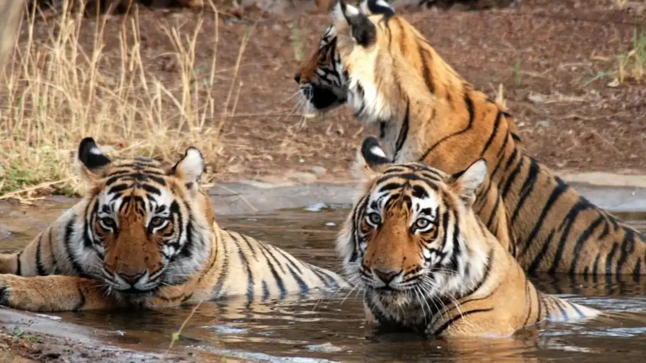 Jungle safari in madhya pradesh
