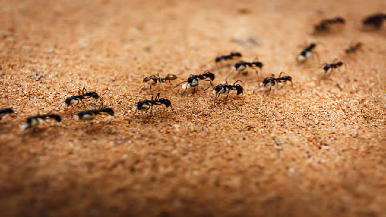 ants in house 