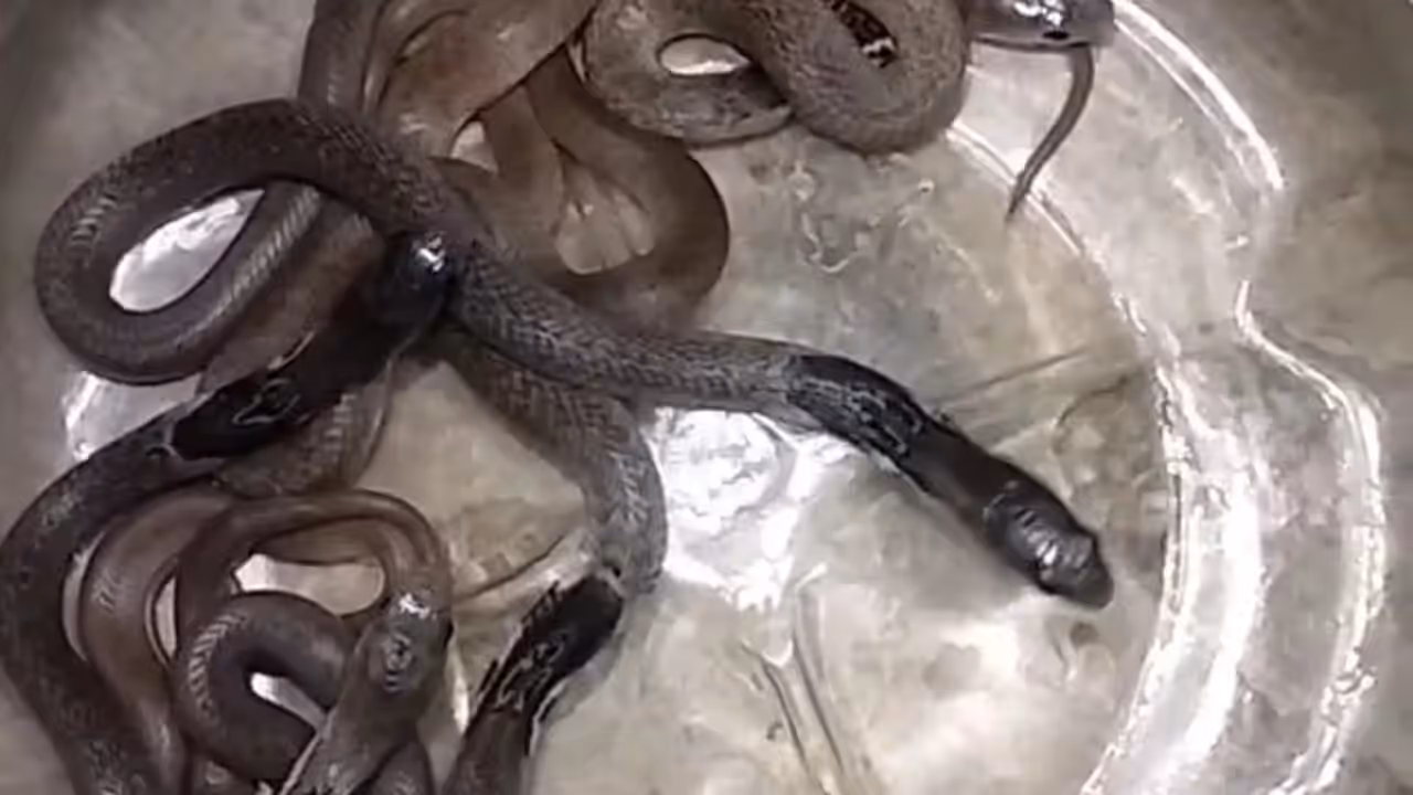 10 cobras found in house ghazipur up snake catcher village panic 10 cobras found in house ghazipur up snake catcher village panic