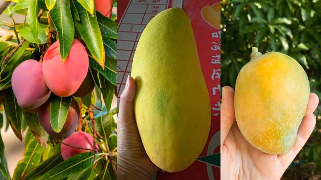 Which country grows the world's most expensive mango