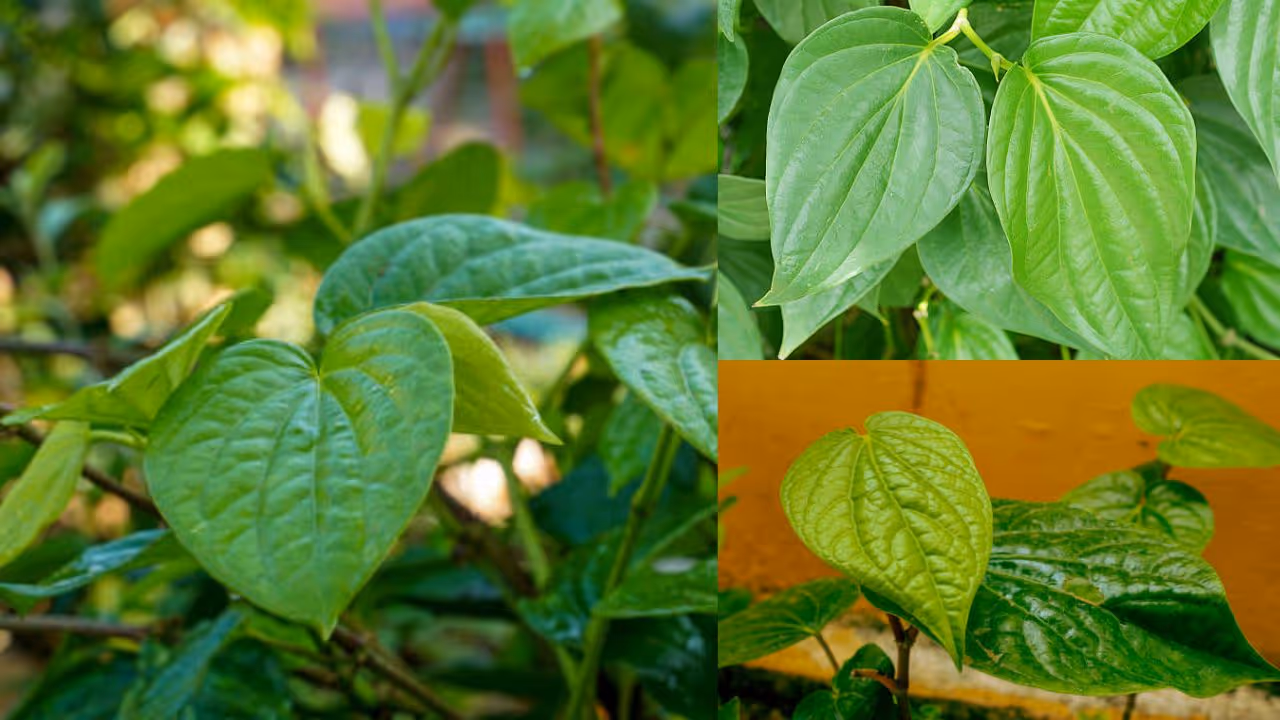 Use Betel leaves during Durga Puja