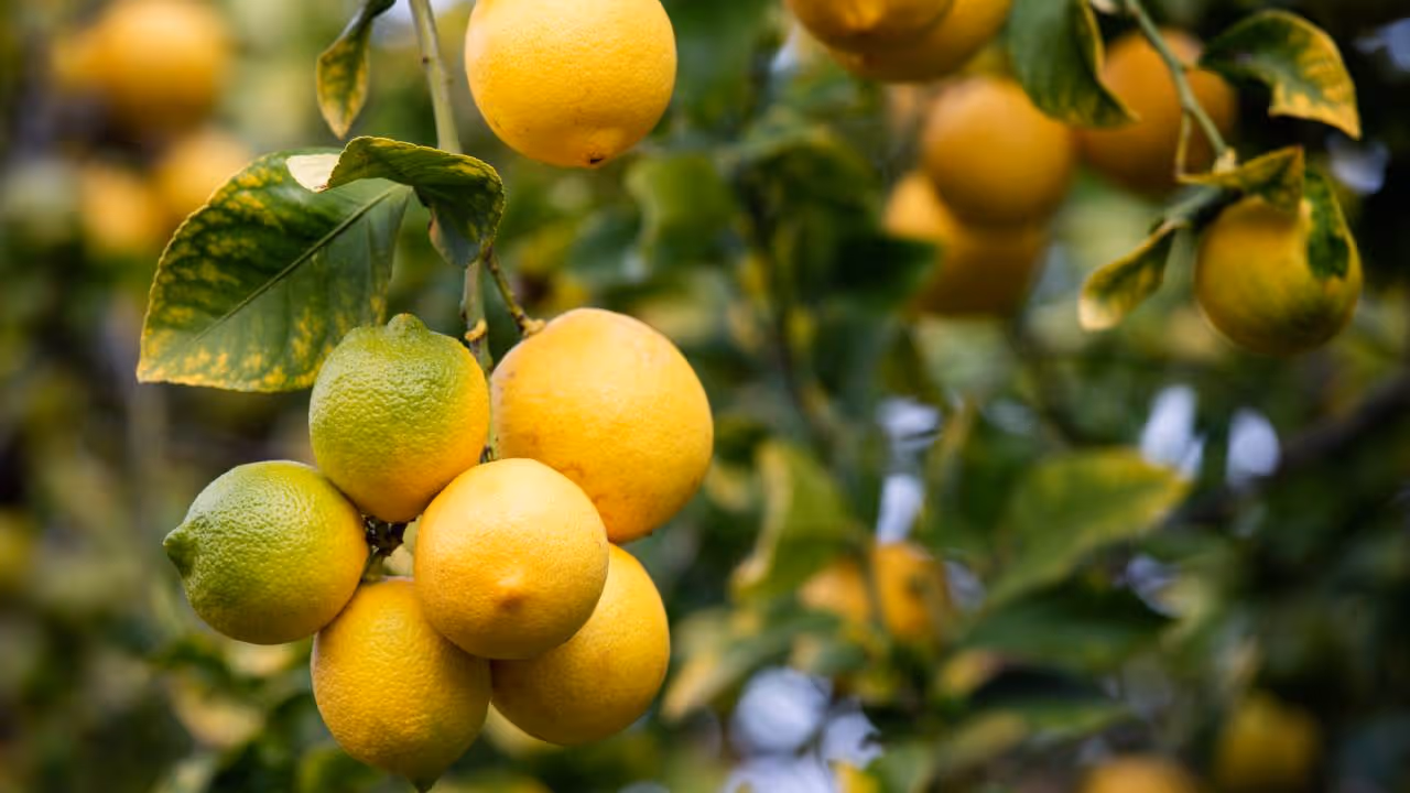 Kitchen Tips Kitchen Tips