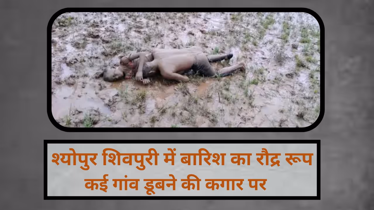 shivpuri sheopur heavy rain