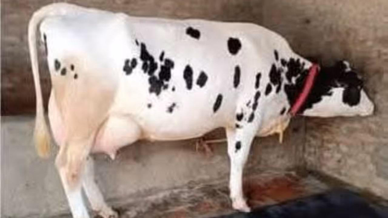 Cow file pic Cow file pic