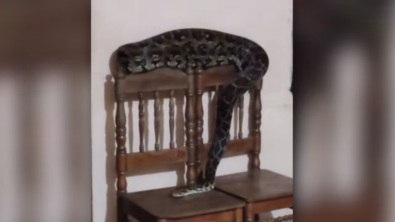 python snake python snake