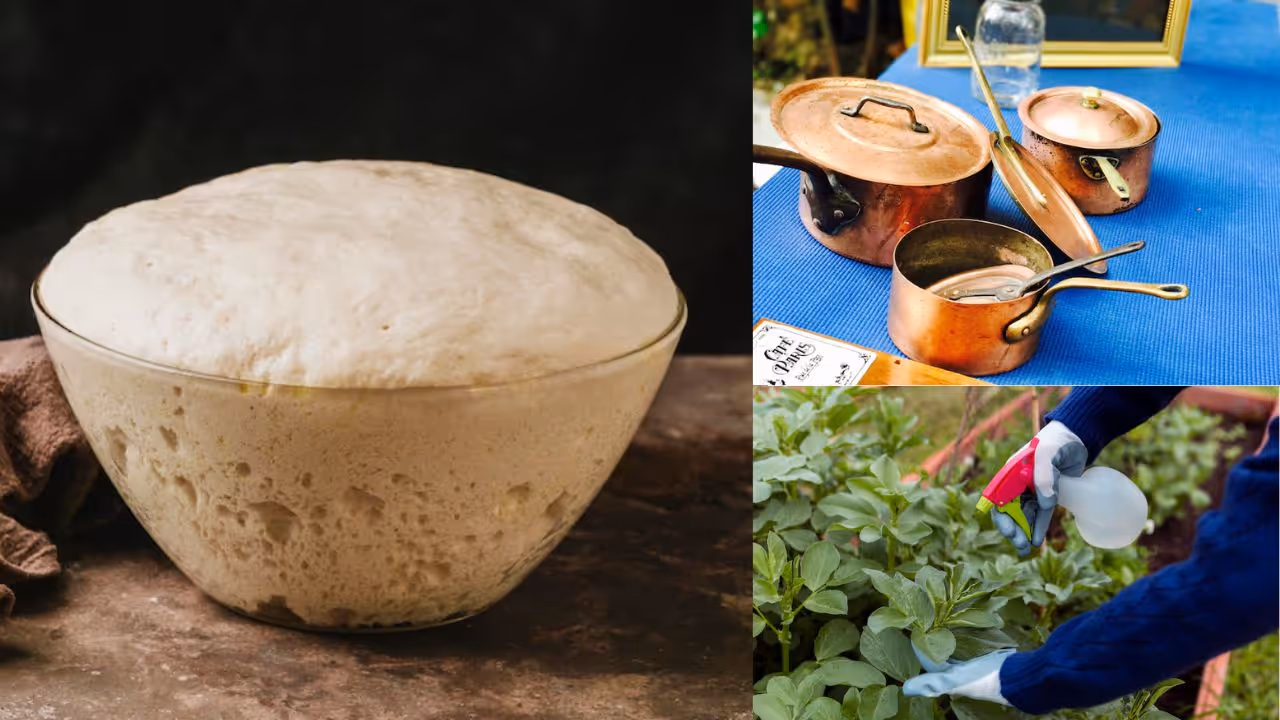 Ideas to reuse sour idli batter