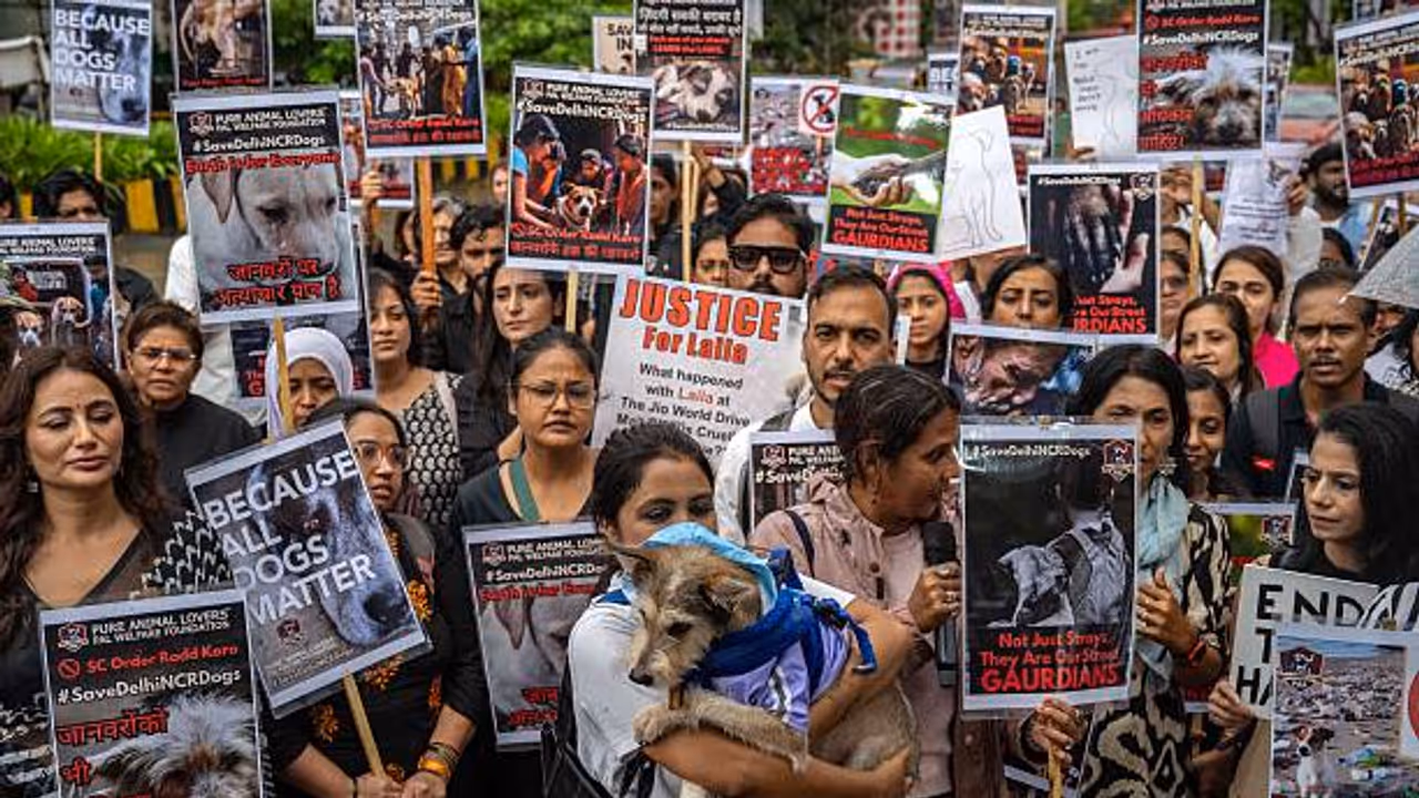 Stray dogs Stray dogs