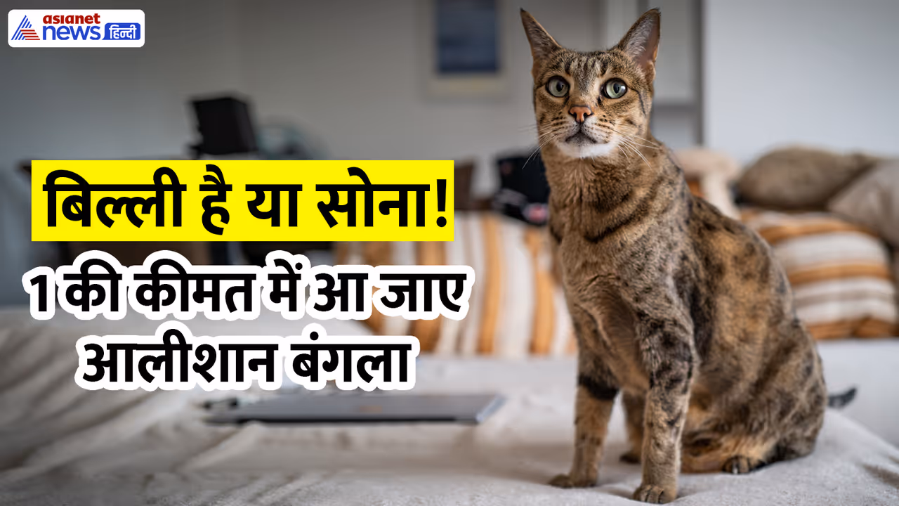 World most Expensive Cats