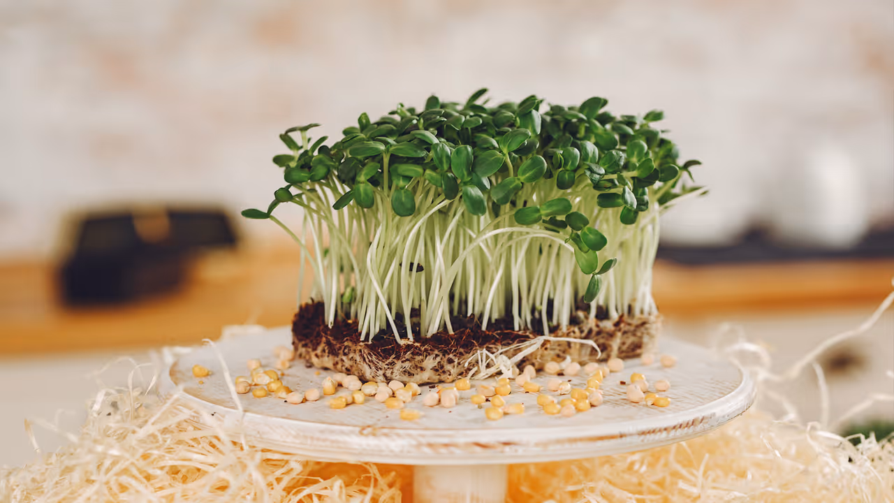 moong sprouts moong sprouts