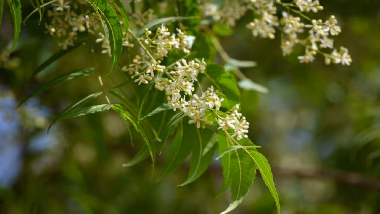 Pitru Paksha 2025 Pitru Paksha 2025