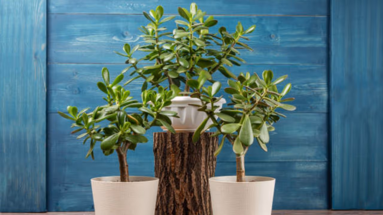 common mistakes while caring jade plant