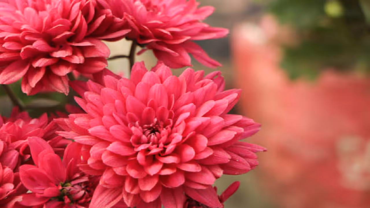 flowers to plant in September