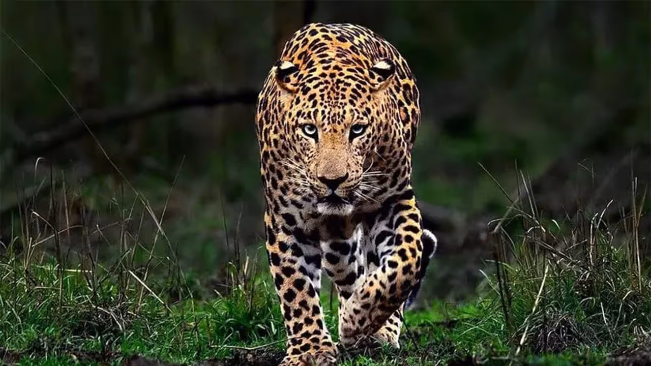 Man Eater Leopard Shoot On Sight Order