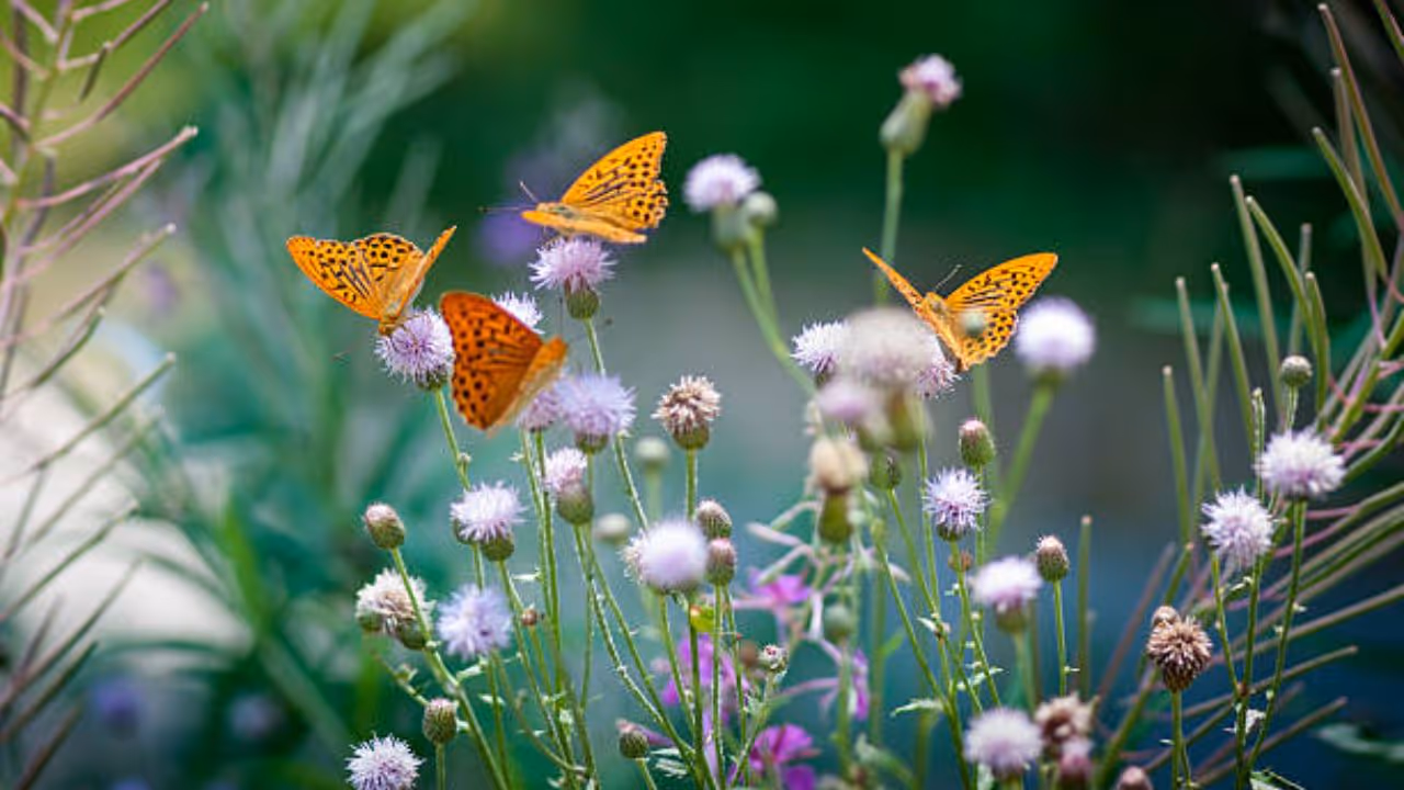 Best butterfly park in India Best butterfly park in India