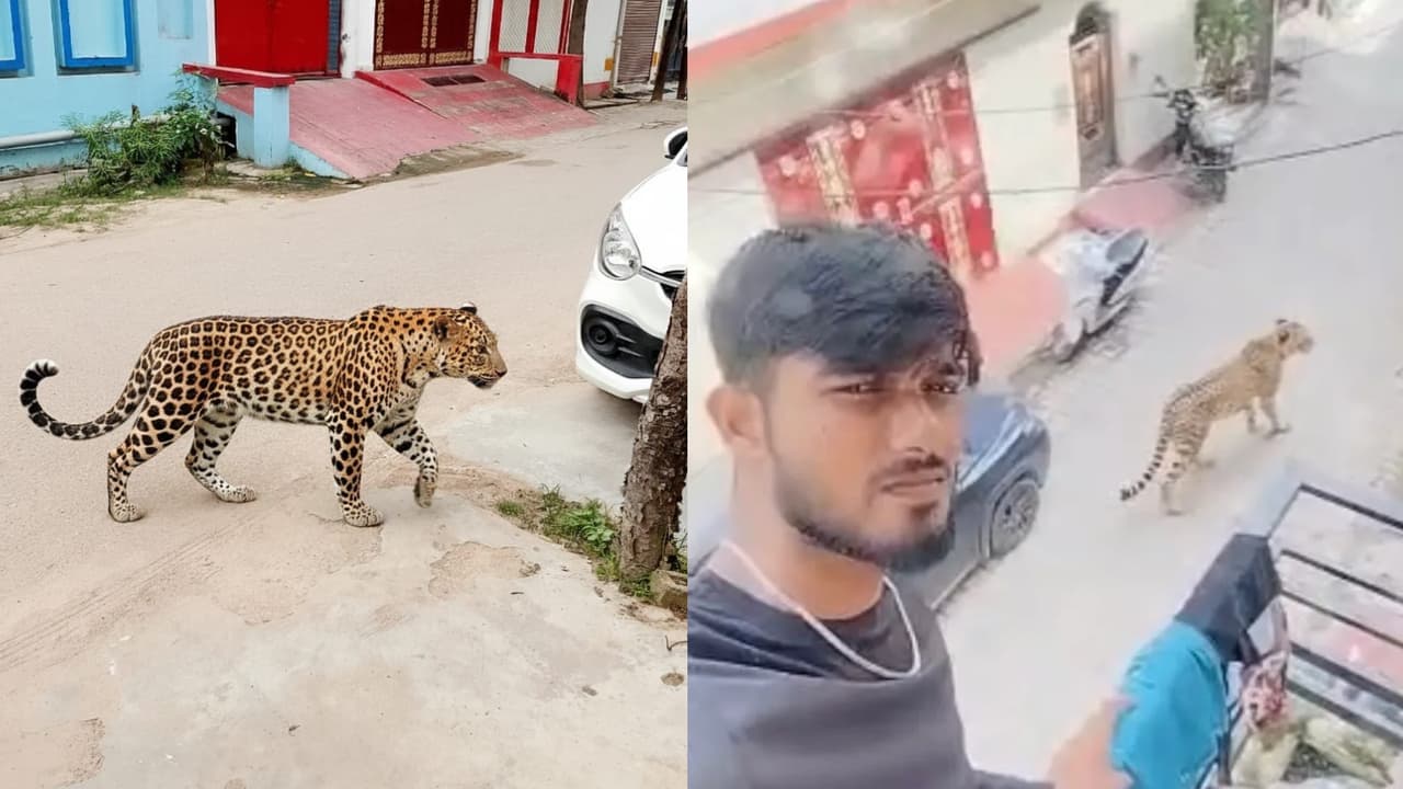 leopard sighting in Lucknow