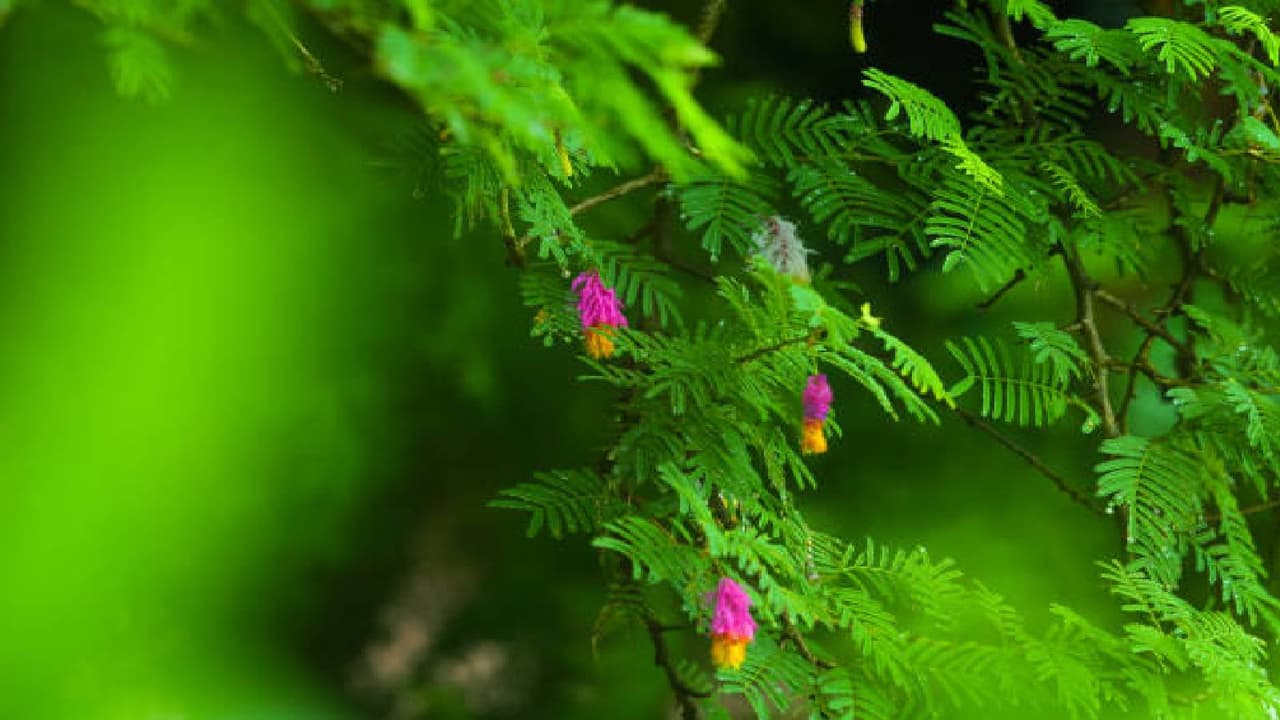 Shami tree worship Dussehra Shami tree worship Dussehra