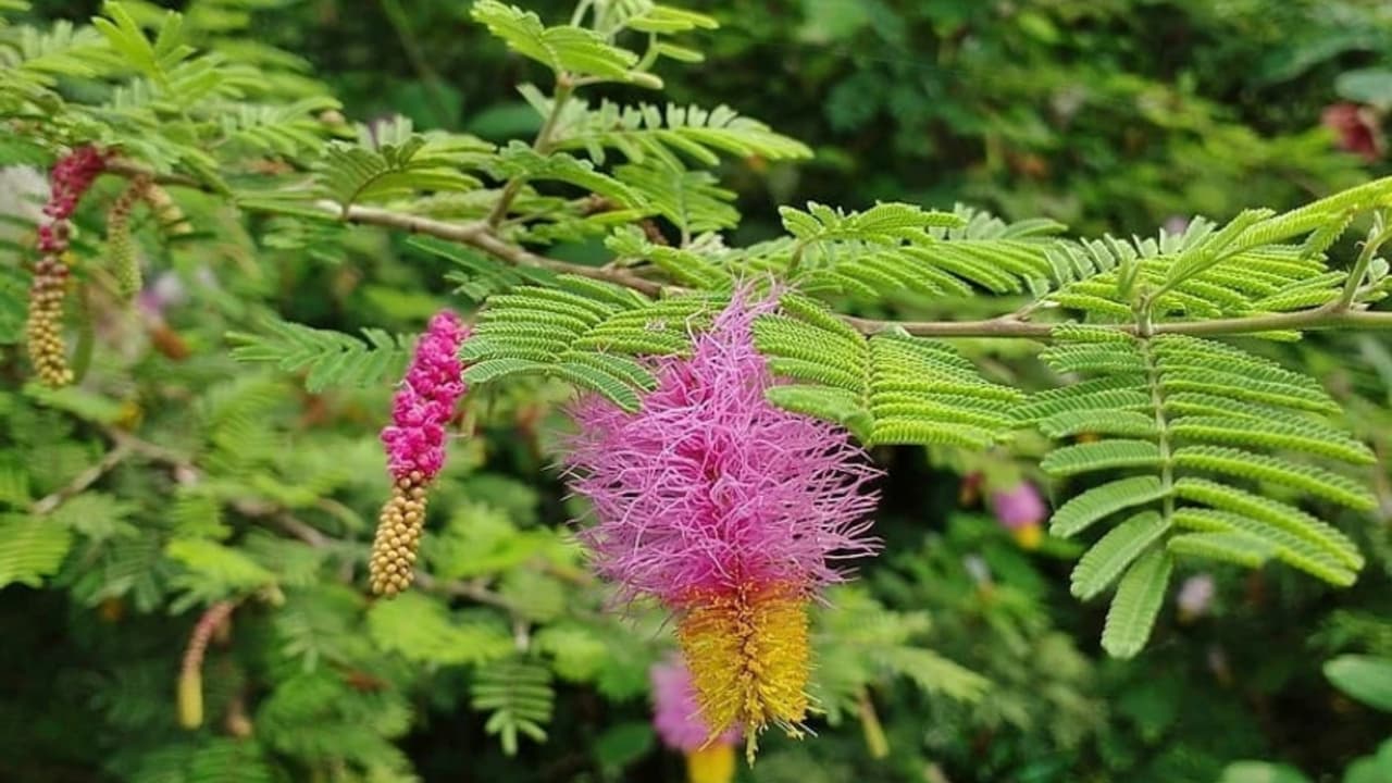 Dussehra 2025 Dussehra 2025