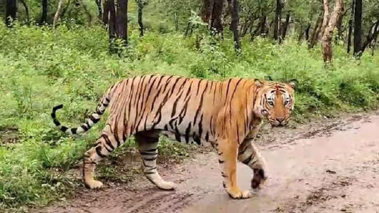 Tiger Tiger