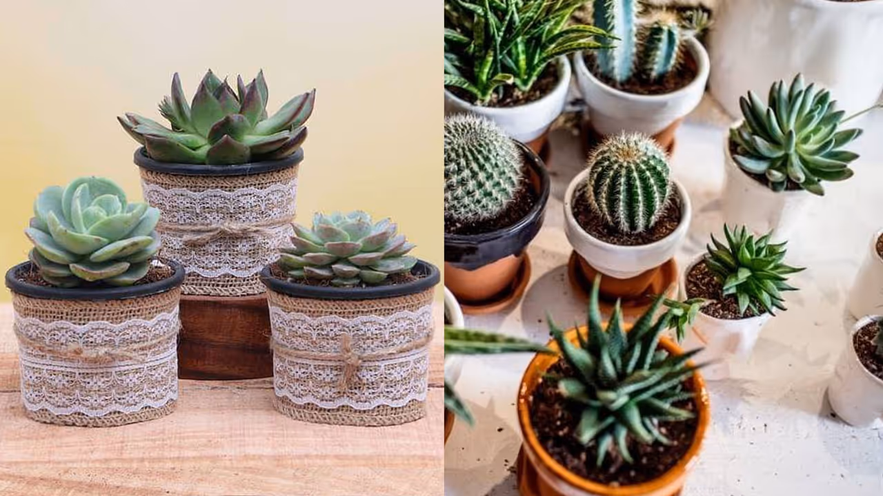 मिनी सकुलेंट्स प्लांंट्स