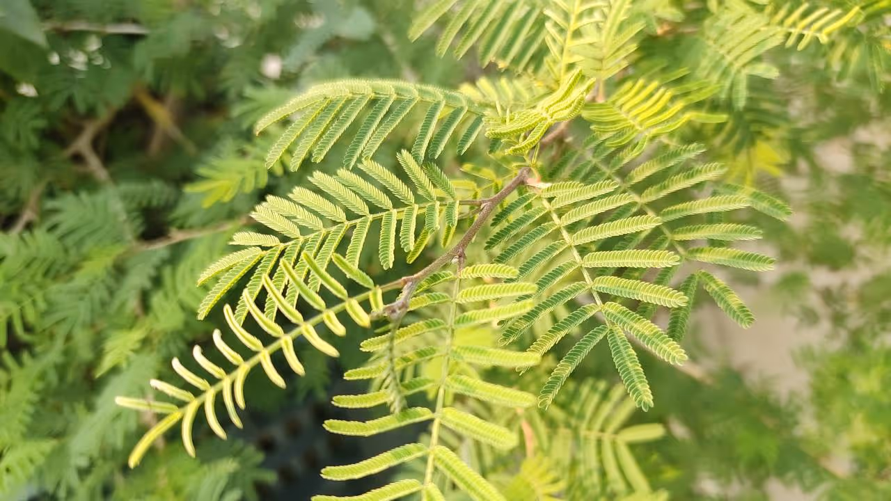 Dussehra 2025 Dussehra 2025