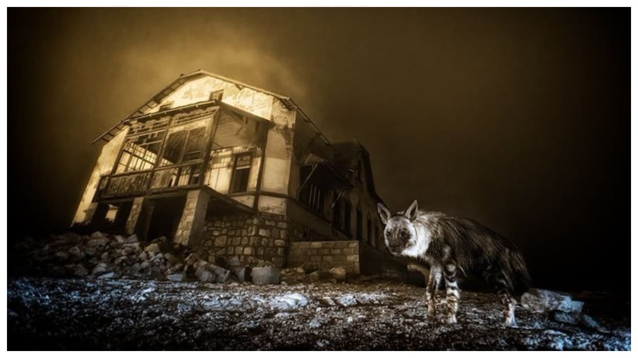 Wildlife Photographer of the Year