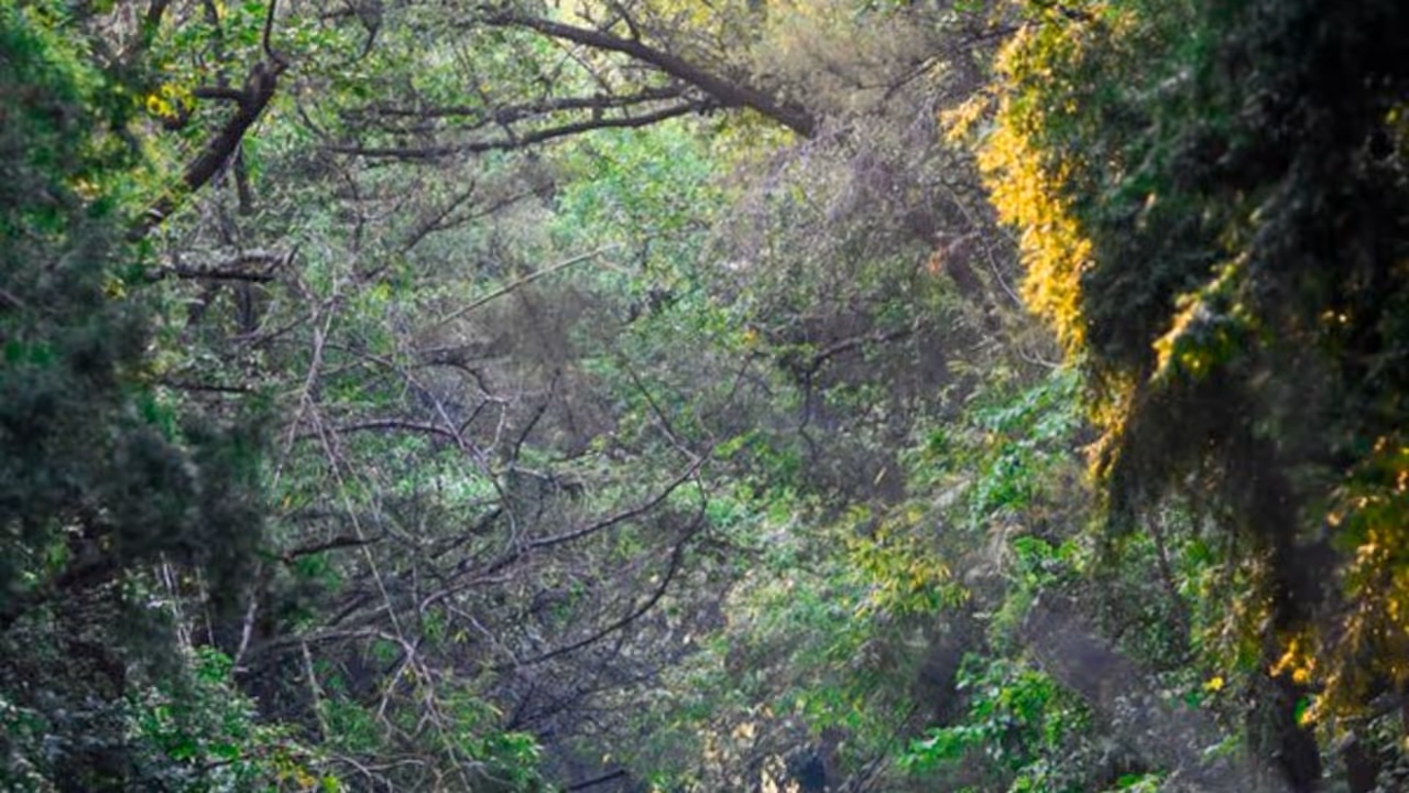 india ranks 9th globally in forest area 2025 fao report