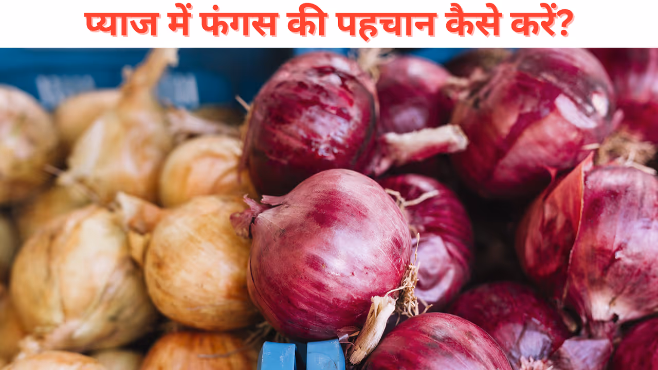 onion storage tips india onion storage tips india