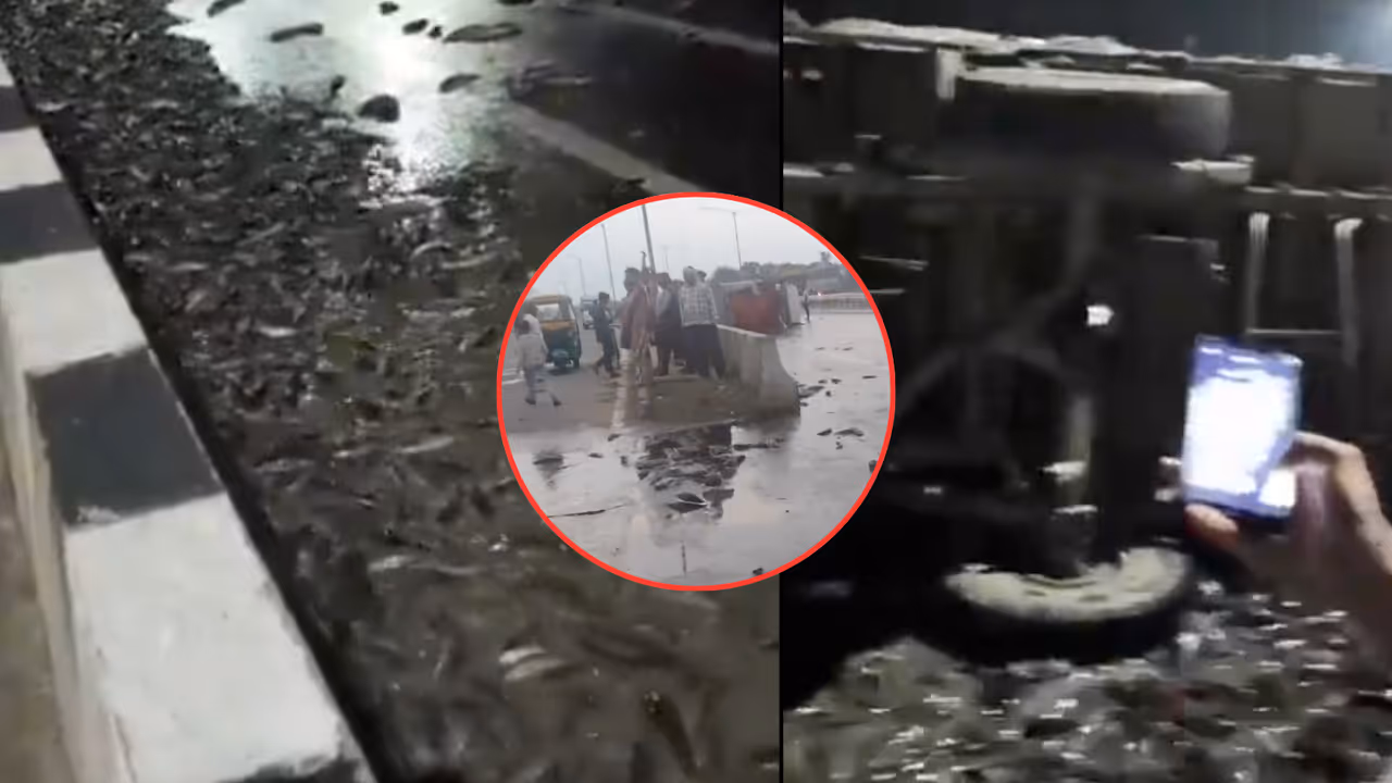 kanpur fish truck accident loot on highway