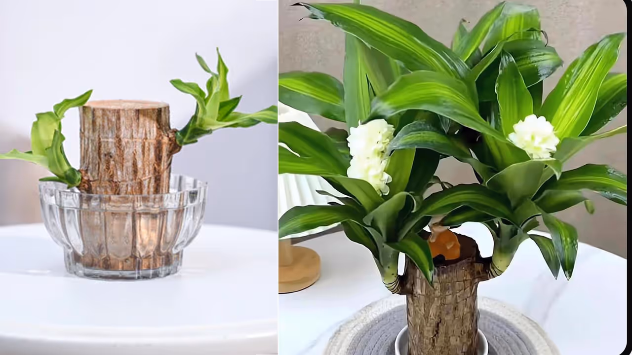 ब्राजीलियाई लकी वुड प्लांट केयर टिप्स ब्राजीलियाई लकी वुड प्लांट केयर टिप्स