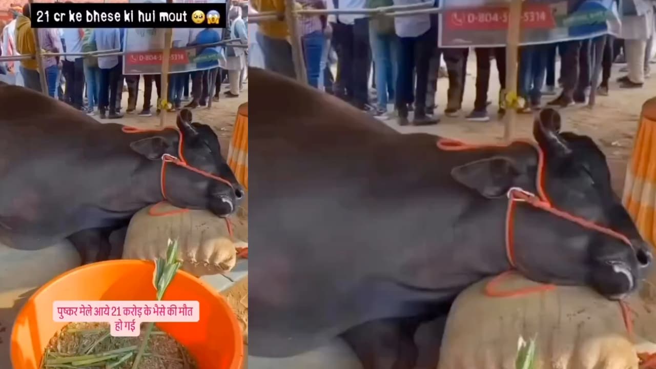 pushkar mela 2025 21 crore buffalo death rumour truth