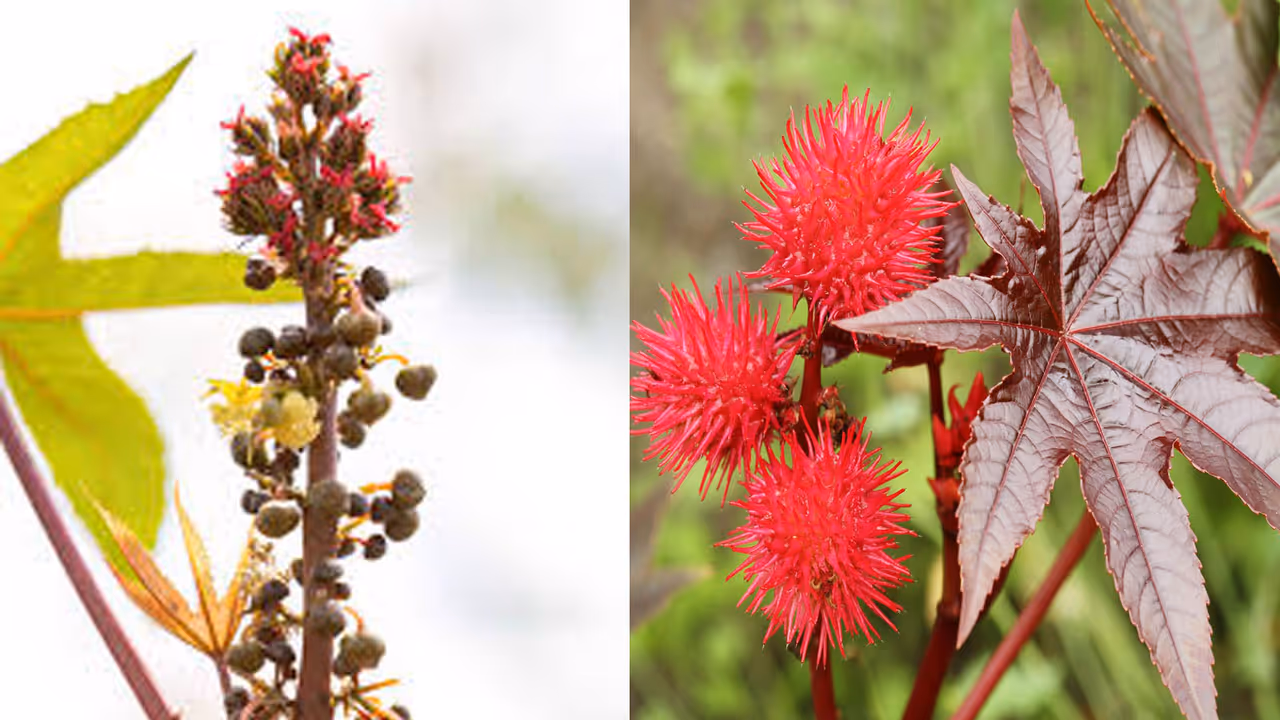 रिकिन पॉइजन प्लांट