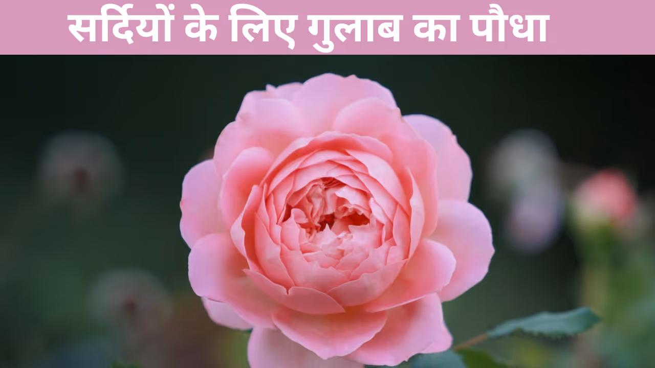 best rose varieties for winter india