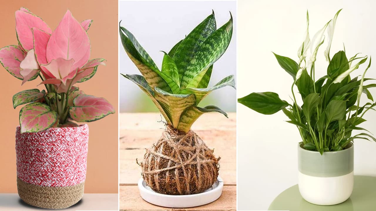 सस्ते इनडोर प्लांट