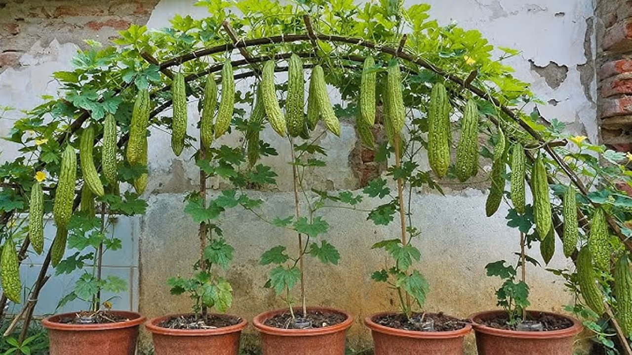 करेला लगाने की ट्रिक