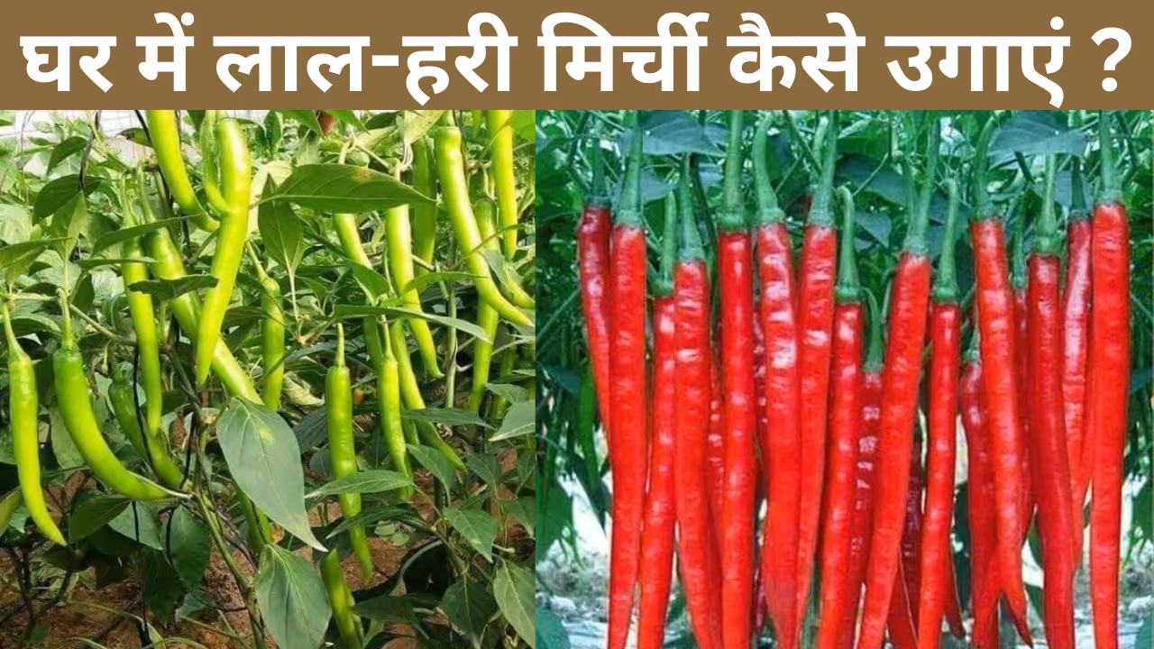 How to grow chilli plants at home How to grow chilli plants at home
