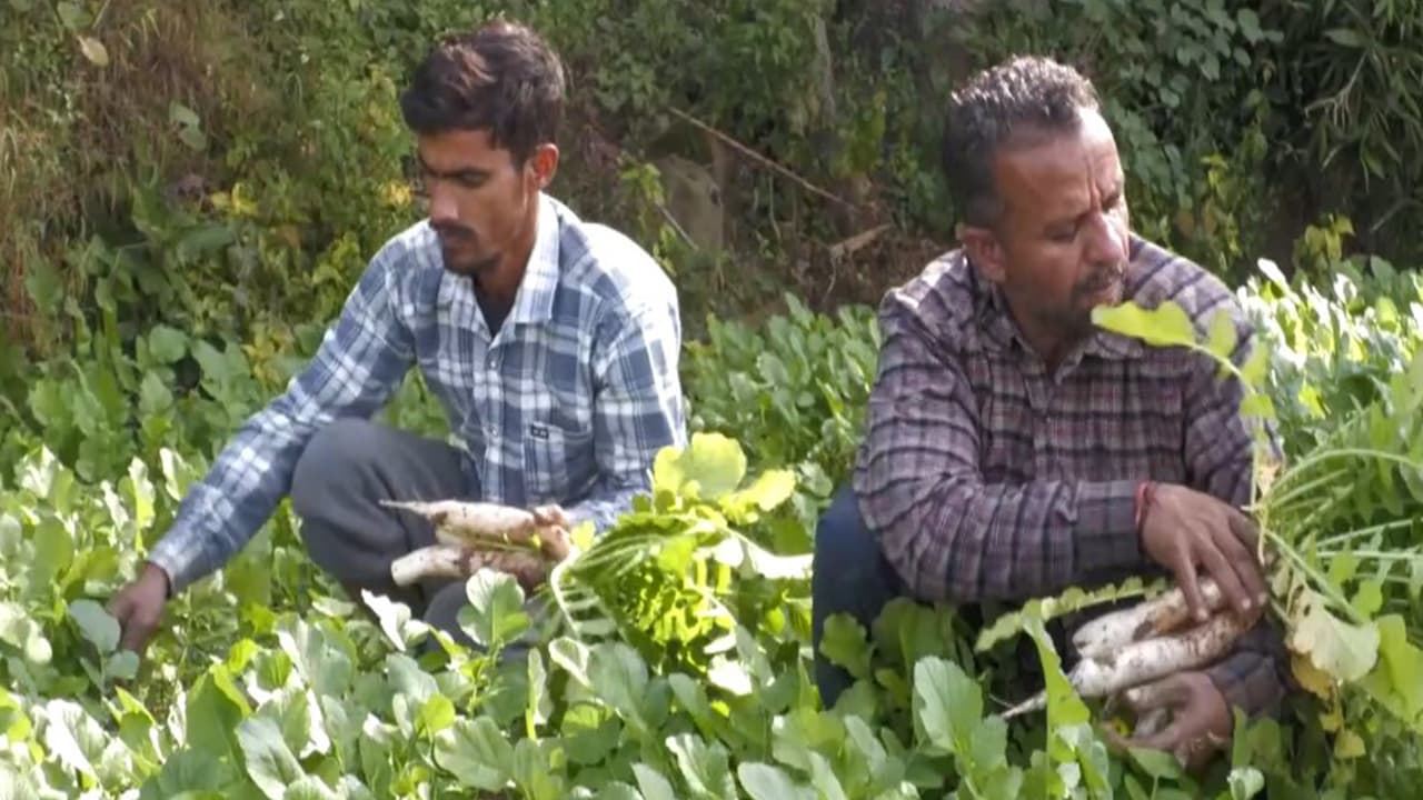 udhampur organic daikon radish harvest pm kisan success