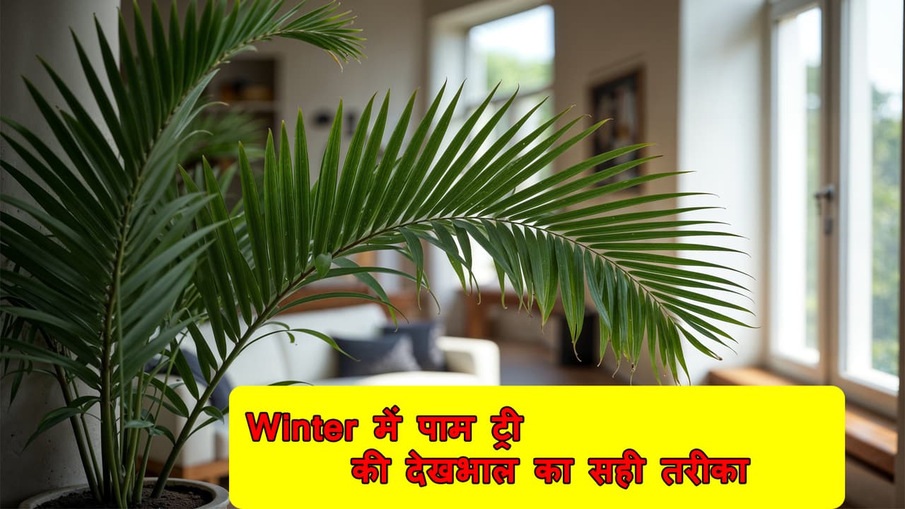 Areca palm care tips