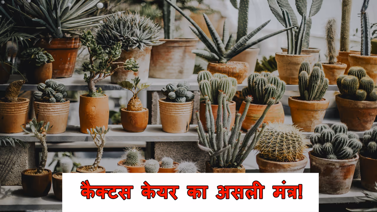 Cactus plant Care Tips Cactus plant Care Tips