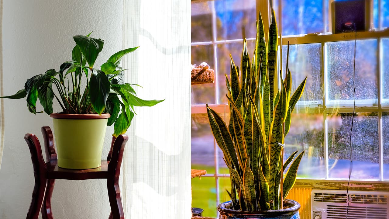 Plants that give oxygen at night