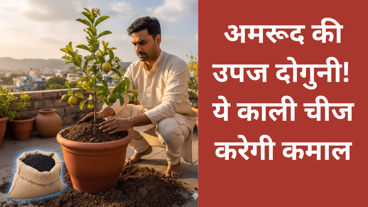 how to grow guava plant in pot 