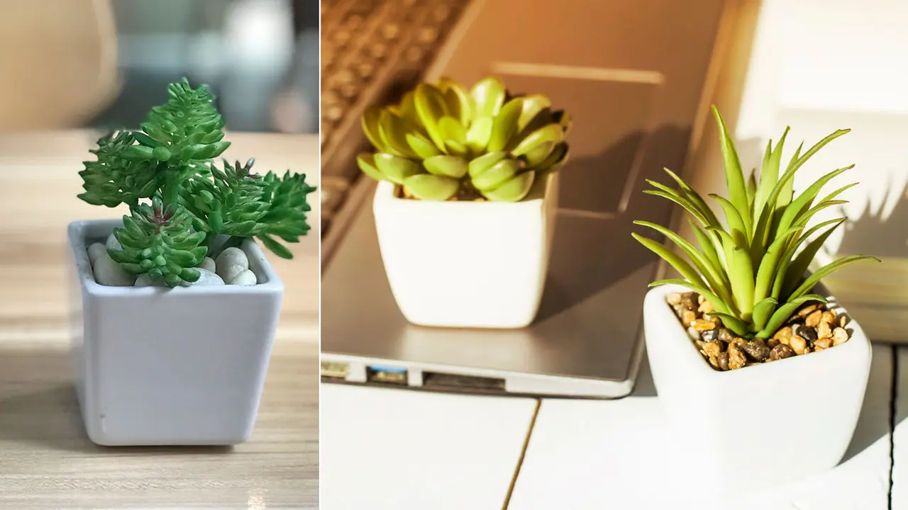 ऑफिस टेबल के लिए बेबी प्लांट