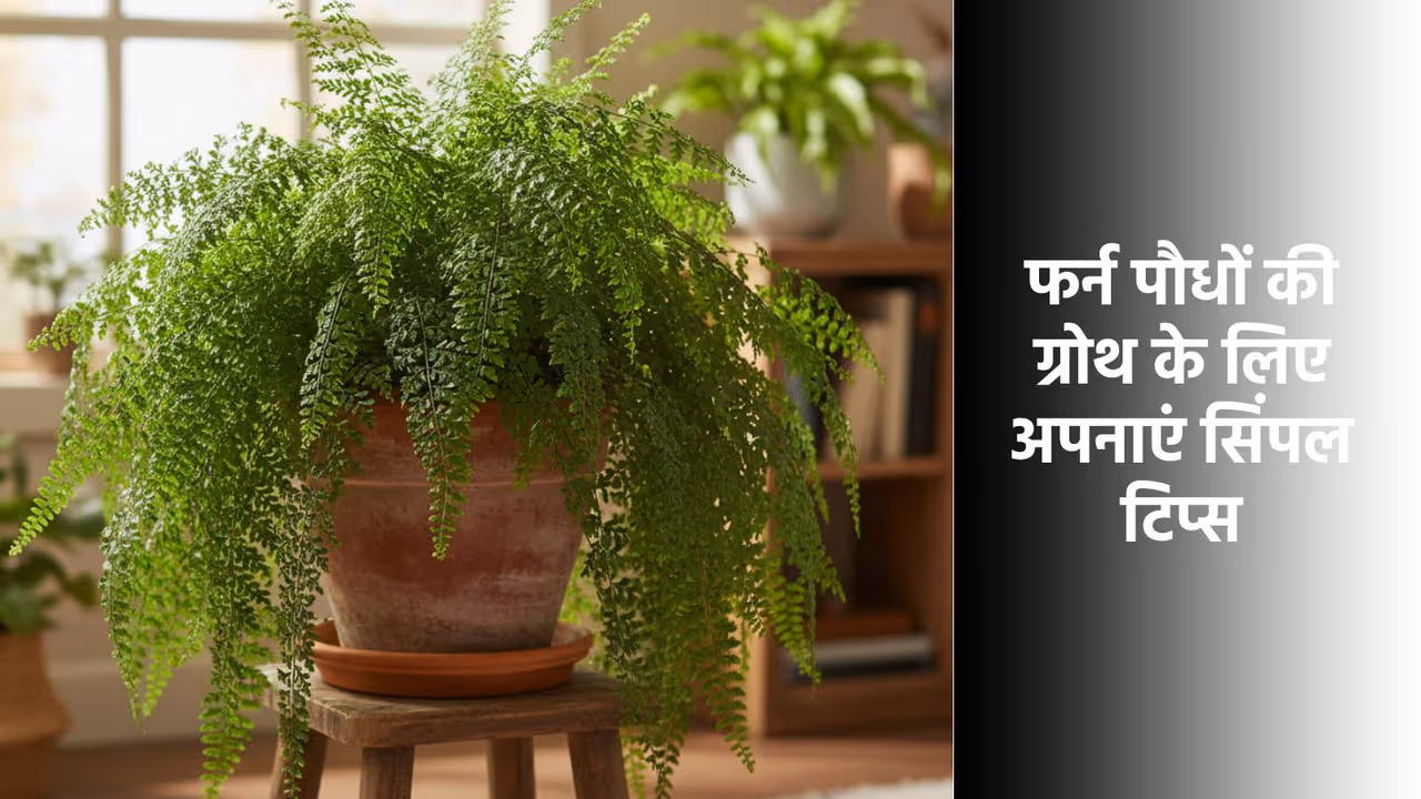  फर्न पौधों को बढ़ाने के 5 सिंपल टिप्स