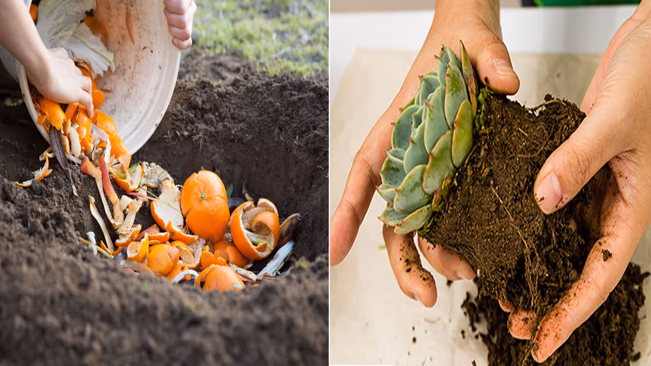 गार्डनिंग मिथ गार्डनिंग मिथ