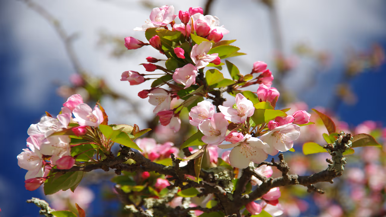 Weeping Cherry Blossom Tree Weeping Cherry Blossom Tree