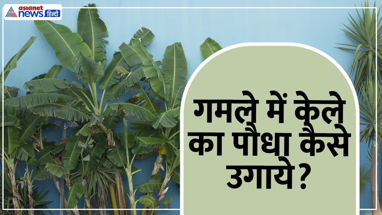 How to grow banana plant at home How to grow banana plant at home