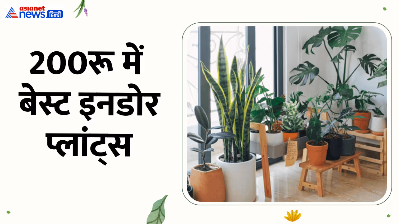 indoor plants under 200