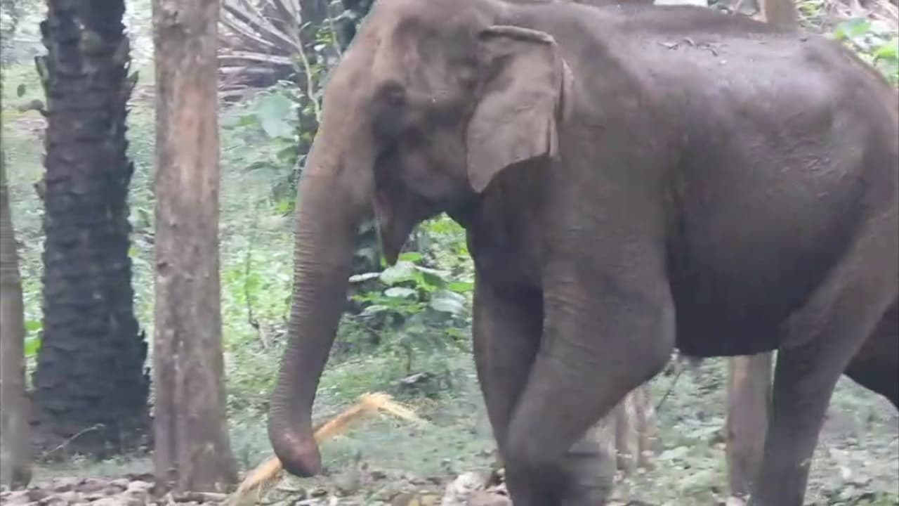 wild elephant wild elephant